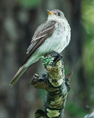 Eastern Wood Pewee 2