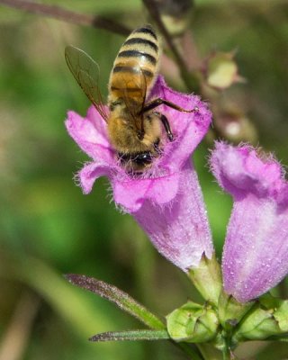 Bee on Purple False Foxglove