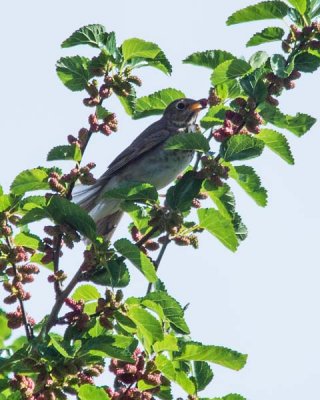 Swainson's Thrush