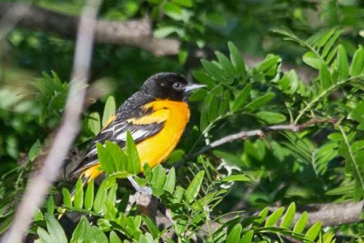 Baltimore Oriole 1