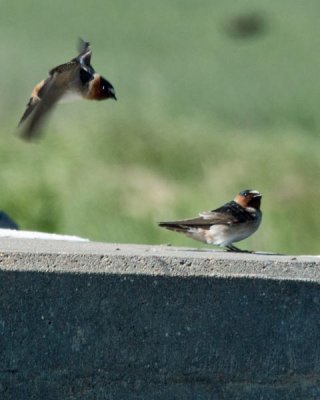 Cliff Swallow 1