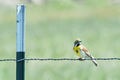 Dickcissel 1