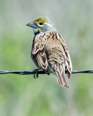 Dickcissel 2