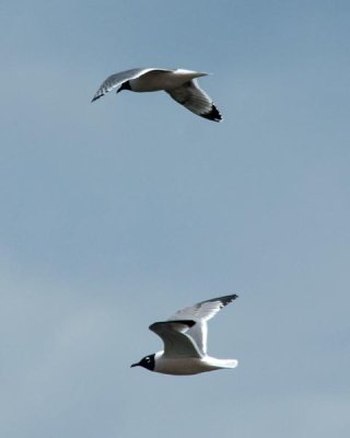 Franklin's Gull