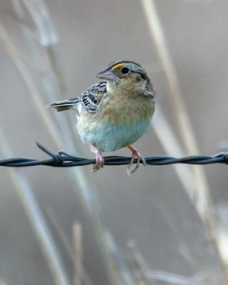 Grasshopper Sparrow 1