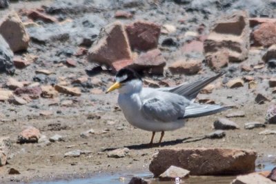 Least Tern