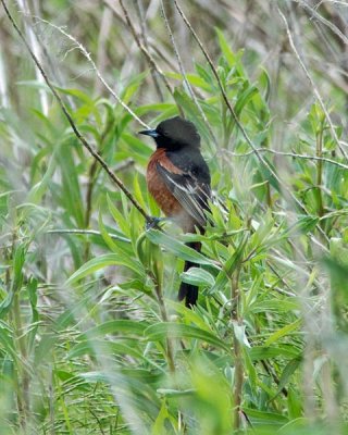 Orchard Oriole