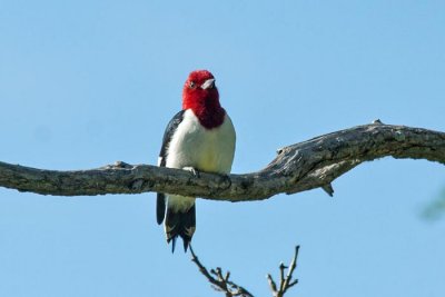 Red-headed Woodpecker 4