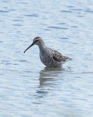 Stilt Sandpiper