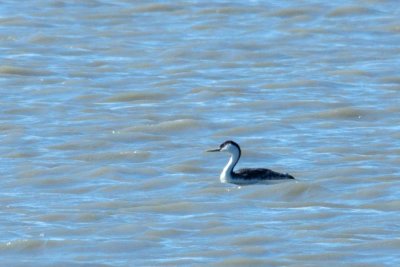 Western Grebe