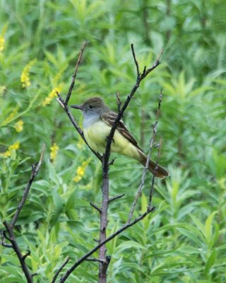 Great Crested Flycatcher 1