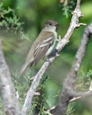 Willow Flycatcher