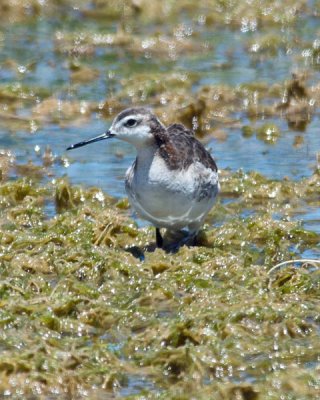 Wilson's Phalarope 1