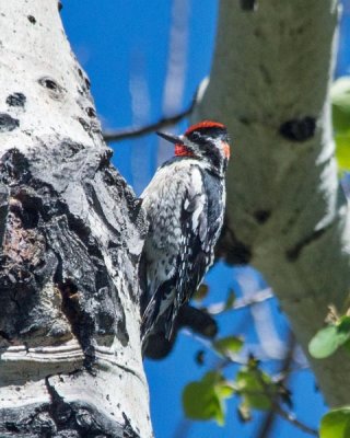 Red-naped Sapsucker 2