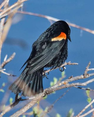 Red-winged Blackbird 6