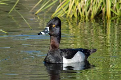 Ring-necked Duck 1