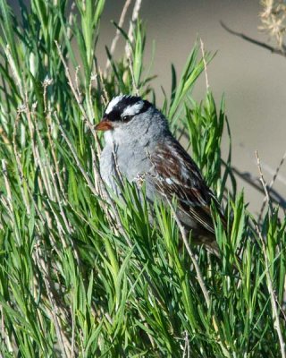 White-crowned Sparrow 2