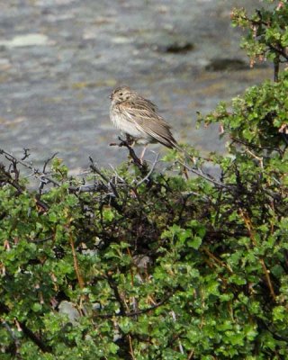 Vespers Sparrow