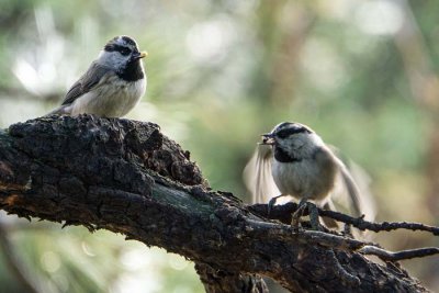 Mountain Chickadee 4