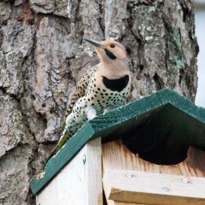 Northern Flicker 4 - Yellow-shafted Male