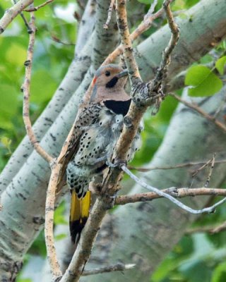 Northern Flicker 5 - Yellow-shafted Male