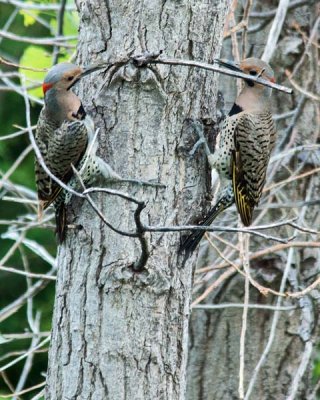 Northern Flicker 6 - Yellow-shafted Male