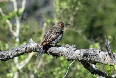 Northern Flicker 6 - Red-shafted Male