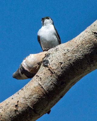 Violet-green Swallow 1 - male