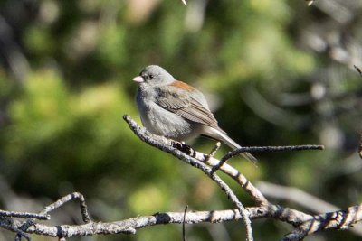 Dark-eyed Junco 4 - Gray-headed variety