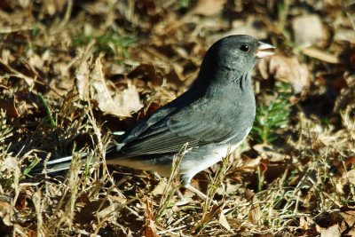 Dark-eyed Junco 2 - Slate-colored variety