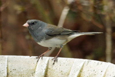 Dark-eyed Junco 3 - Slate-colored variety