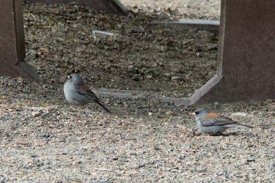 Dark-eyed Junco 5 - Gray-headed variety