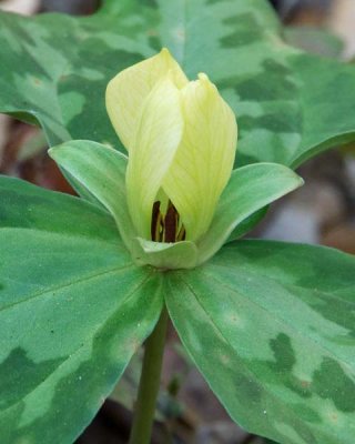 Pale Yellow Trillium 2