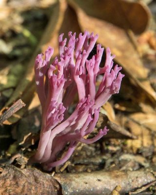 Coral Fungus 15