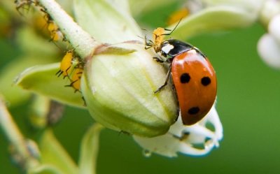 Seven-spotted Ladybug Eating Aphid
