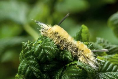 Caterpillar 2