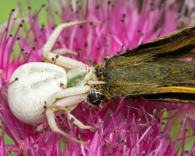 Crab Spider eating a Skipper 1