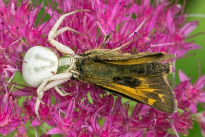 Crab Spider eating a Skipper 2