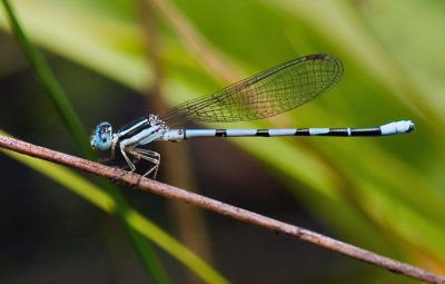 Damselfly 1