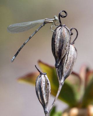 Damselfly 2