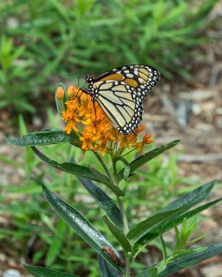 Monarch 1