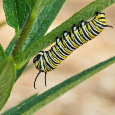 Monarch Caterpillar