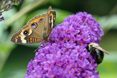Buckeye Butterfly and Bumble Bee