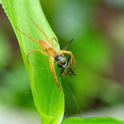 Spider with Dinner