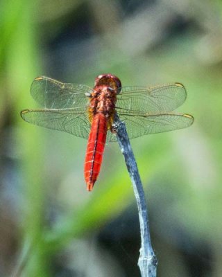 Dragonfly 1