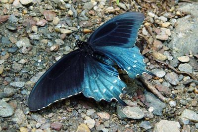 Pipevine Swallowtail 3