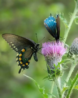 Pipevine Swallowtail 4