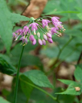 Nodding Wild Onion