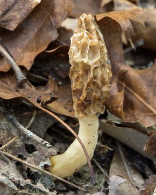 Morel