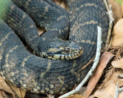 Northern Water Snake 4